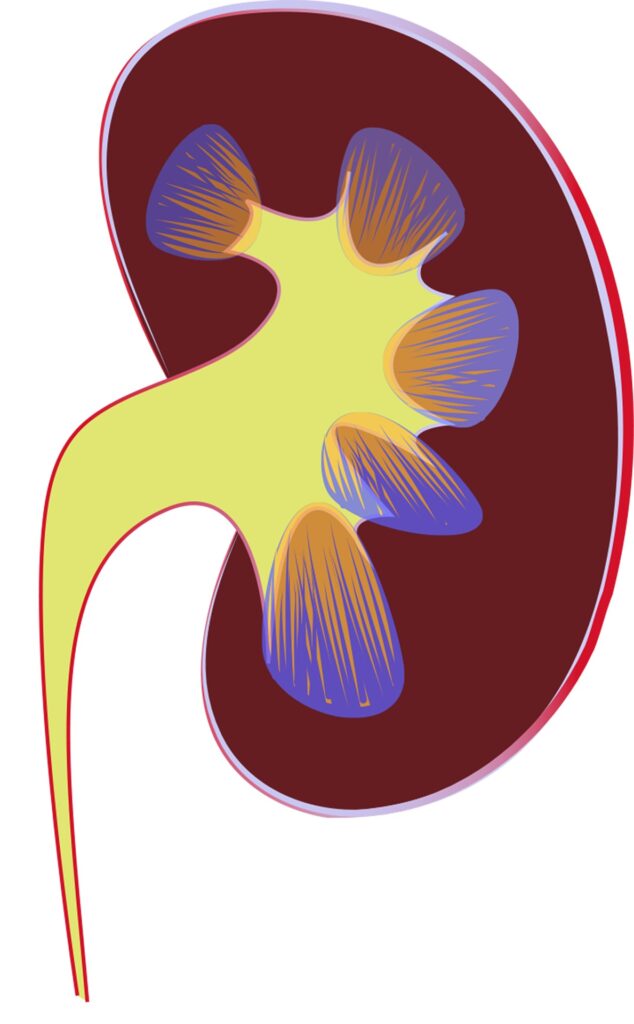 Kidney Transplant in Turkey: A Safe 2025 Lifesaving Guide 2 Beyond transplantation, Turkish hospitals offer a full range of treatments for conditions affecting the kidneys, bladder, prostate, and entire urinary tract.