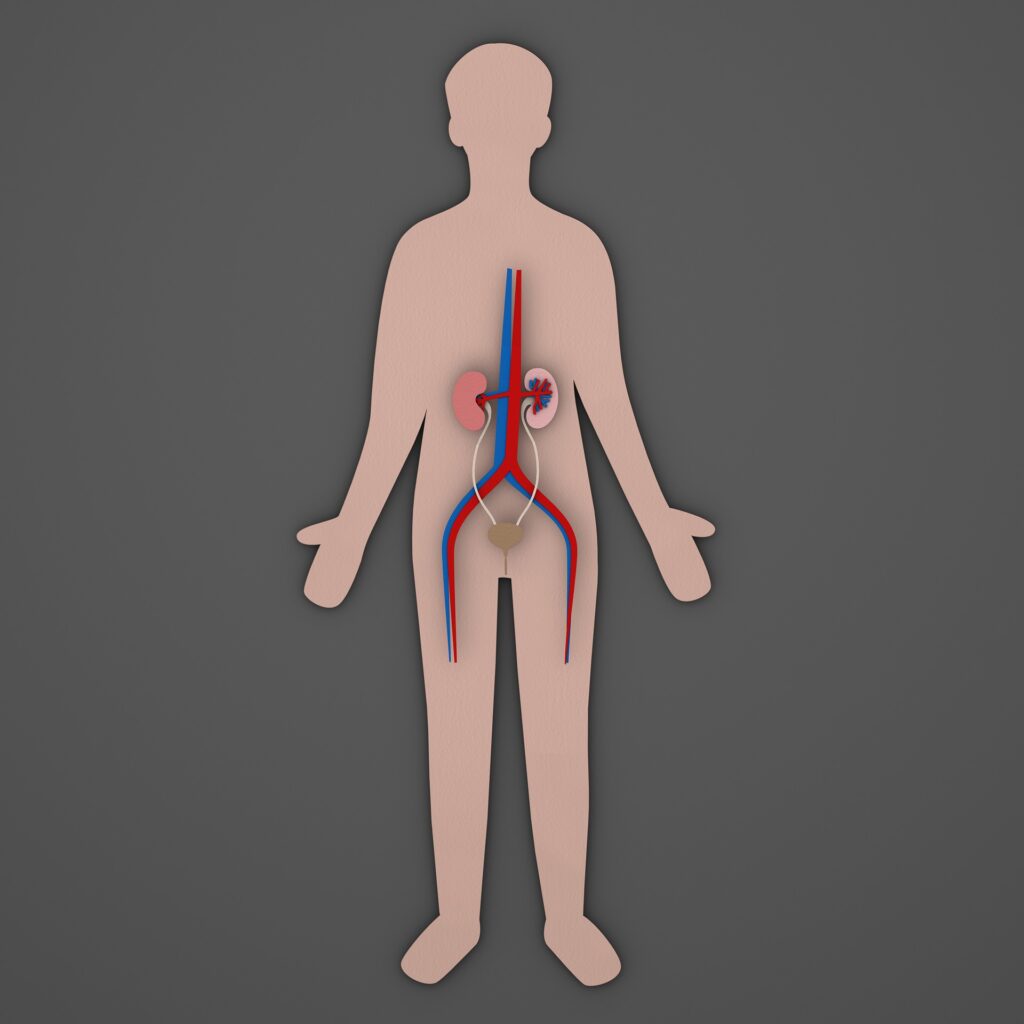 Kidney Transplant in Turkey: A Safe 2025 Lifesaving Guide 3 urinary 9578353 1920